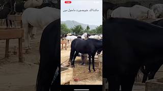 Pakistan horse beautiful horse shortvideo viralvideo [upl. by Fachanan]