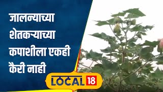 Cotton Farmer कपाशीच्या झाडाला कैरीच नाही बोगस बियाण्यांमुळे शेतकऱ्याचं 2 लाखांचं नुकसान local18 [upl. by Kiley]