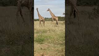 Giraffes fighting part 1 trendingvideo safari trending animals nature giraffefightingafrica [upl. by Airec]