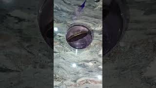 Ujala chemical sodium bisulfite Water cleaning Test 🤙 7400700263view subscribe youtube biba rm [upl. by Aneehsram]