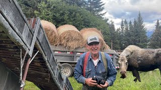 Moose Proofing Alaskan Hay Barn  For Winters Hay [upl. by Thistle]