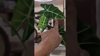 quotAlocasia Care Tips Grow the Perfect Indoor Plantquot alocasia plants indoorplants tips [upl. by Tybalt859]