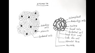 STOMATA DIAGRAM FOR CLASS 11 BIOLOGY [upl. by Iahcedrom]