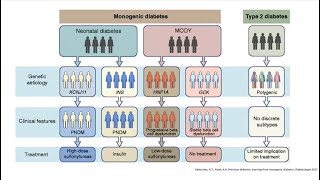 Maybe its MODY An Introduction to Monogenic Diabetes Webinar 2023 [upl. by Eiuqnom]