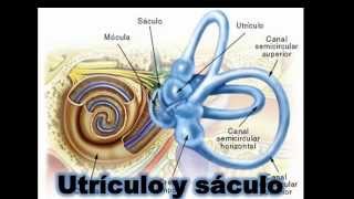 Fisiologia de equilibrio en un minuto [upl. by Kramal]