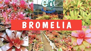 TANAMAN HIAS BROMELIA  CARA MERAWAT DAN HARGA BROMELIA [upl. by Beverlee]