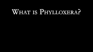 D2D Concepts What is Phylloxera [upl. by Alletsyrc]