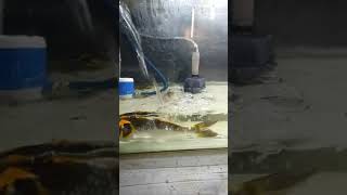 FISH TANK CLEANING EASY TIPS shorts aquariumpets koifish koipond fishtank fish fishing [upl. by Luapnoj]