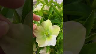 Pro Tip Harvest hellebores when the seed pod has formed to prevent wilting helleborus [upl. by Carol266]