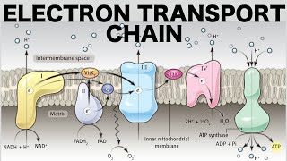 Electron Transport Chain Oxidative Phosphorylation [upl. by Tekcirk265]