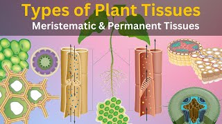 Meristematic Cells In Plant Tissues [upl. by Andrus]