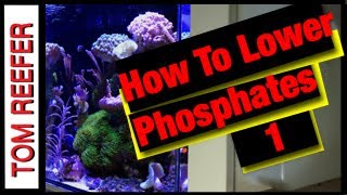 Nano Reef Tank PARAMETERS How To Lower PHOSPHATE  PART I [upl. by Harlen844]