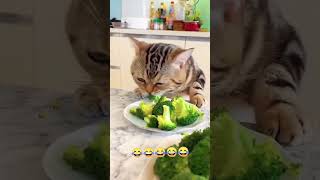 Dünyaları yiyen ben ve ailem 🤗 cat kediplus catlover funny kediaski [upl. by Corbett]