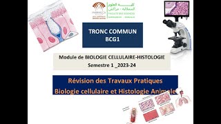 Révision des travaux pratiques Biologie Cellulaire amp Histologie Animale BCG S1 FSSM [upl. by Eliga]