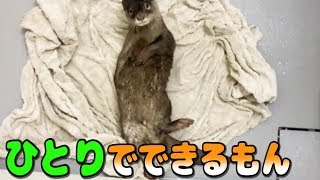 カワウソしゃもじ、お風呂上がりは自分で拭きます！ [upl. by Yenffit]