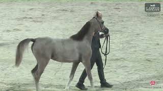 N 68 AJHAN Al Maha Arabian Horse Show 2024 Yearling Fillies Class 3A [upl. by Mildred]