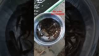 টেংরা মাছ চাষের উপযুক্ত পোনা  টেংরা মাছ চাষ  Tangra Fish Farming shorts tangrafish টেংরা [upl. by Yhtomiht]