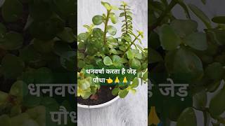 😍जेड़ पौधा छोटे कन्टेनर में भी लगा सकते हैंtrendingvideo viralvideo ytviral ytsarch ytshorts [upl. by Eiralam]