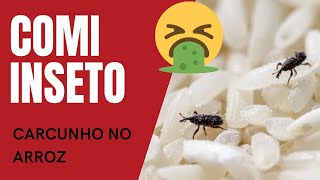 Caruncho no arroz faz mal Como surge como evitar caruncho caruncho no armário [upl. by Akli]