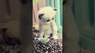 Short Funny Cat Video shorts funnycats cat catshorts [upl. by Noynek]