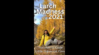 Larch Madness 2021 South PocaterraLittle Highwood Pass Hike [upl. by Neukam521]