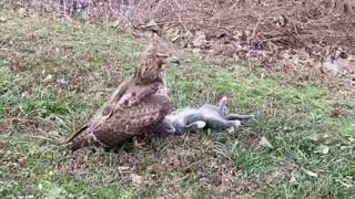 Hawk Flies Off With Cat [upl. by Neahs]