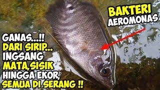 CARA MENGOBATI IKAN GURAME TERKENA BAKTERI AEROMONAS PART 1 [upl. by Naol]