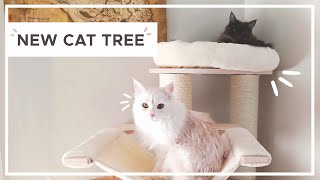 Assembling Natural Paradise Cat Tree [upl. by Esereht]