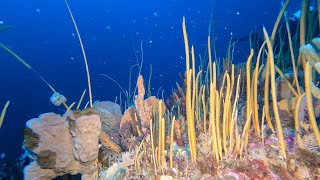 Diving Tasman Peninsula  Part 2 [upl. by Haze]