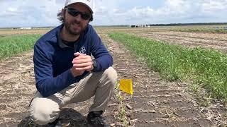 Corn Emergence Under Notill vs Striptill [upl. by Ahron338]