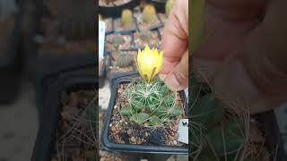 Mammillaria Sphaerica mammillaria plantas flores [upl. by Skipp]