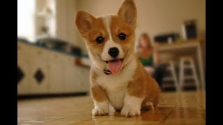 Funny Corgi Video Compilation  Cutest Corgis of 2018 [upl. by Armelda]