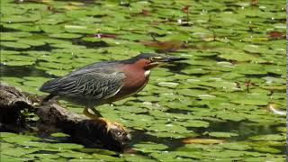 Green Heron call [upl. by Amesari]