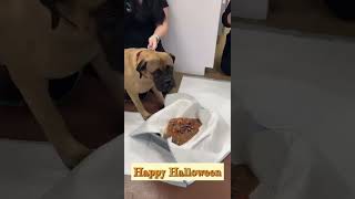 Halloween Candy Vomiting Dog [upl. by Trebo604]