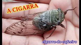 A CIGARRA [upl. by Stranger]