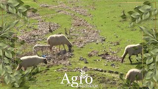 AGROSAZNANJE  Stado Veska Brajkovića iz Čokrlija [upl. by Winona]