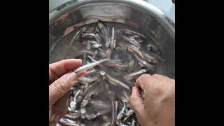 Tutorial for cleaning Anchovy fish  how to clean and prep Anchovy fish  rovenas [upl. by Takeshi]