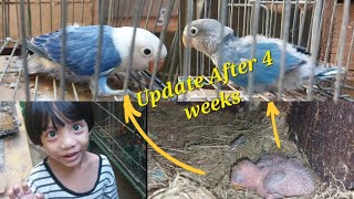 Violate Opaline and Blue Split Pale Fallow Update [upl. by Omura334]