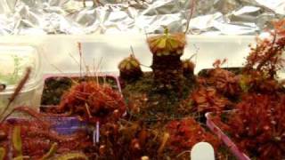 Feeding Medium or Large Sundews  Speeding up the Growth of your Drosera [upl. by Knowling355]