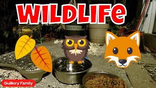 Sundays Live Cam Wild Animals And Fierce Felines In Action 🦃🦊😻 [upl. by Asela]