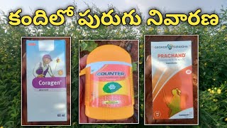 కందిలో పురుగు నివారణ  coragen insecticide  counter insecticide  prachand insecticide [upl. by Myrah]