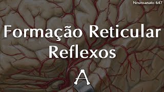 Neuroanato647  Formação reticular e Reflexos [upl. by Afatsum601]