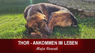 THOR  ANKOMMEN IM LEBEN  von Maja Nowak [upl. by Adli161]