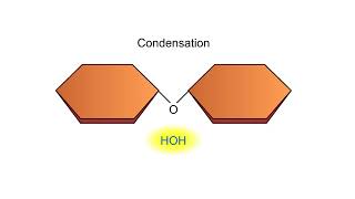 Condensation and Hydrolysis Animation [upl. by Ellenuahs]