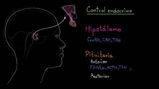 El hipotálamo y la glándula pituitaria  Fisiología del sistema endócrino  Khan Academy en Español [upl. by Ariajay]