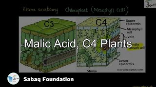 Malic Acid C4 plants with Kranz Anatomy Biology Lecture  Sabaqpk [upl. by Preuss301]