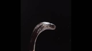 Cobra spitting venom [upl. by Noemad696]