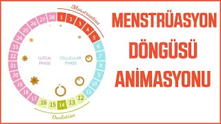 Mini Animasyon  Menstrüasyon Döngüsü ve Evreleri [upl. by Anastas582]