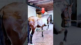 MINDBLOWING Horse Sweat Secrets You Never Knew [upl. by Aramaj512]