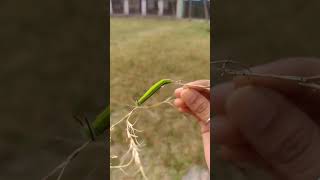 MelanitisCommon evening brown caterpillar [upl. by Atiuqrahc]